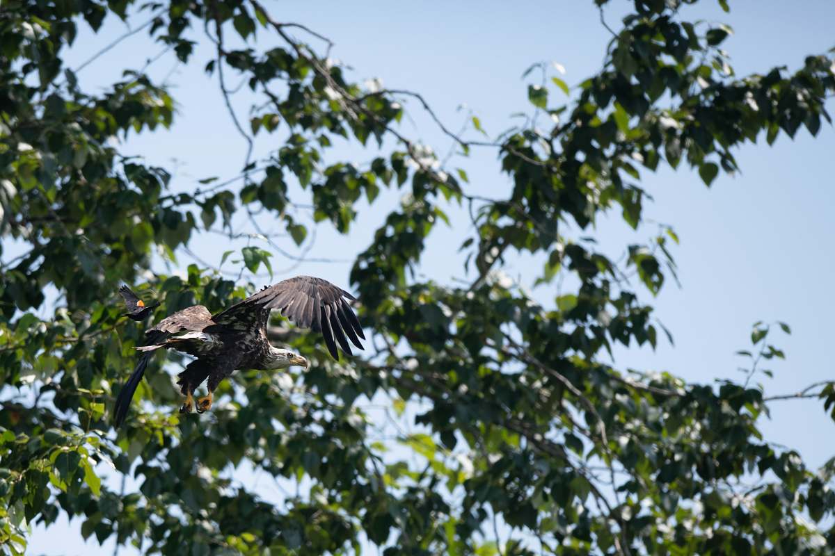 juanita bay park gray eagle flying near green tree 2201 market st